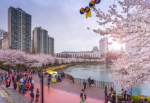Đến hồ Seokchon Hàn Quốc - chiêm ngưỡng cảnh hoa anh đào khoe sắc rực rỡ